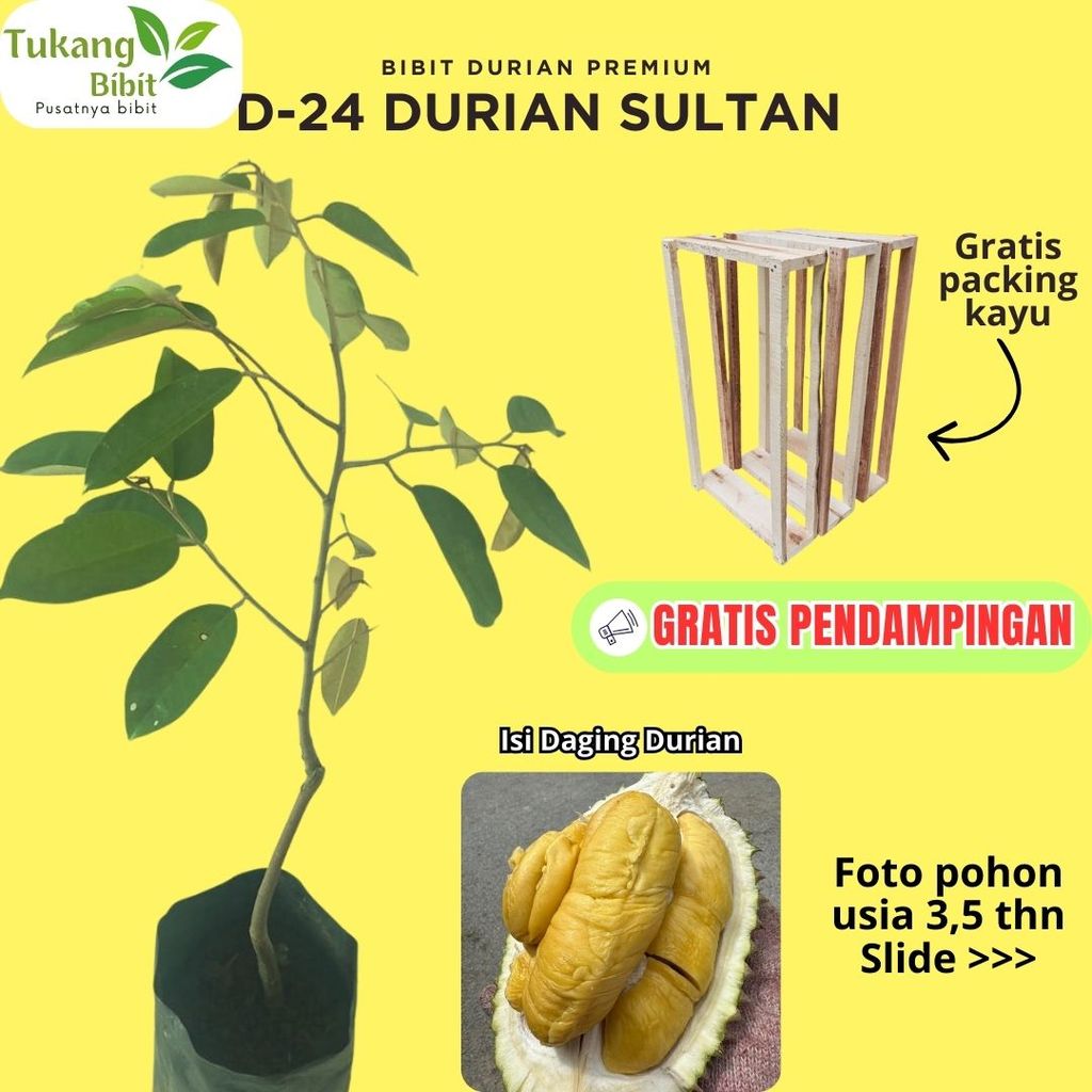 Bibit Durian D24 Durian Sultan Bibit Premium Asli Okulasi Super Siap Tanam Garansi Hidup Gratis Pack