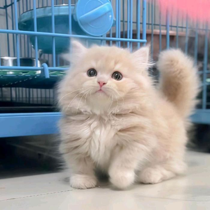 kucing munchkin longhair/kucing cebol/kucing kaki pendek