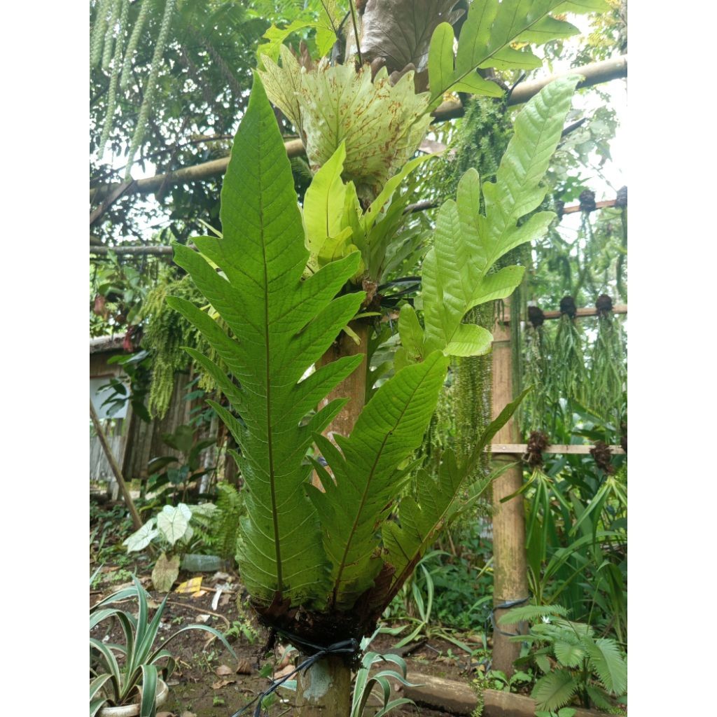Tanaman Hias Kadaka Portune / Kadaka Ekor Naga Jumbo unik