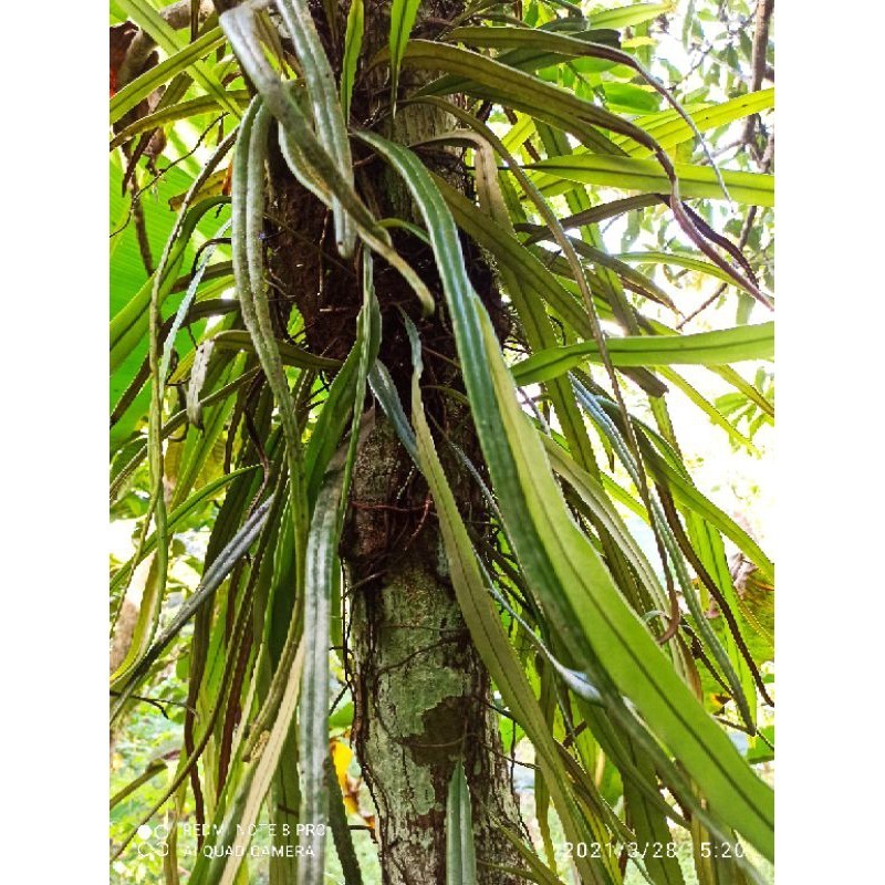 pyrrosia longipolia/ kadaka rumpai