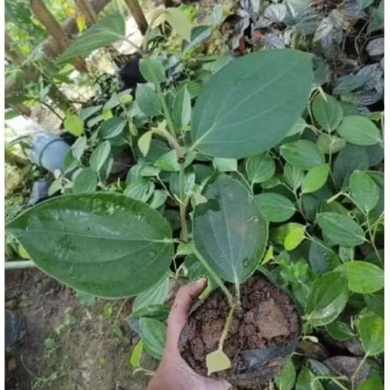 Bibit Lada Perdu Berakar Siap Tanam
