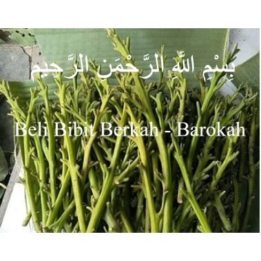 Entres/Batang Segar/Cutting Alpukat Hass