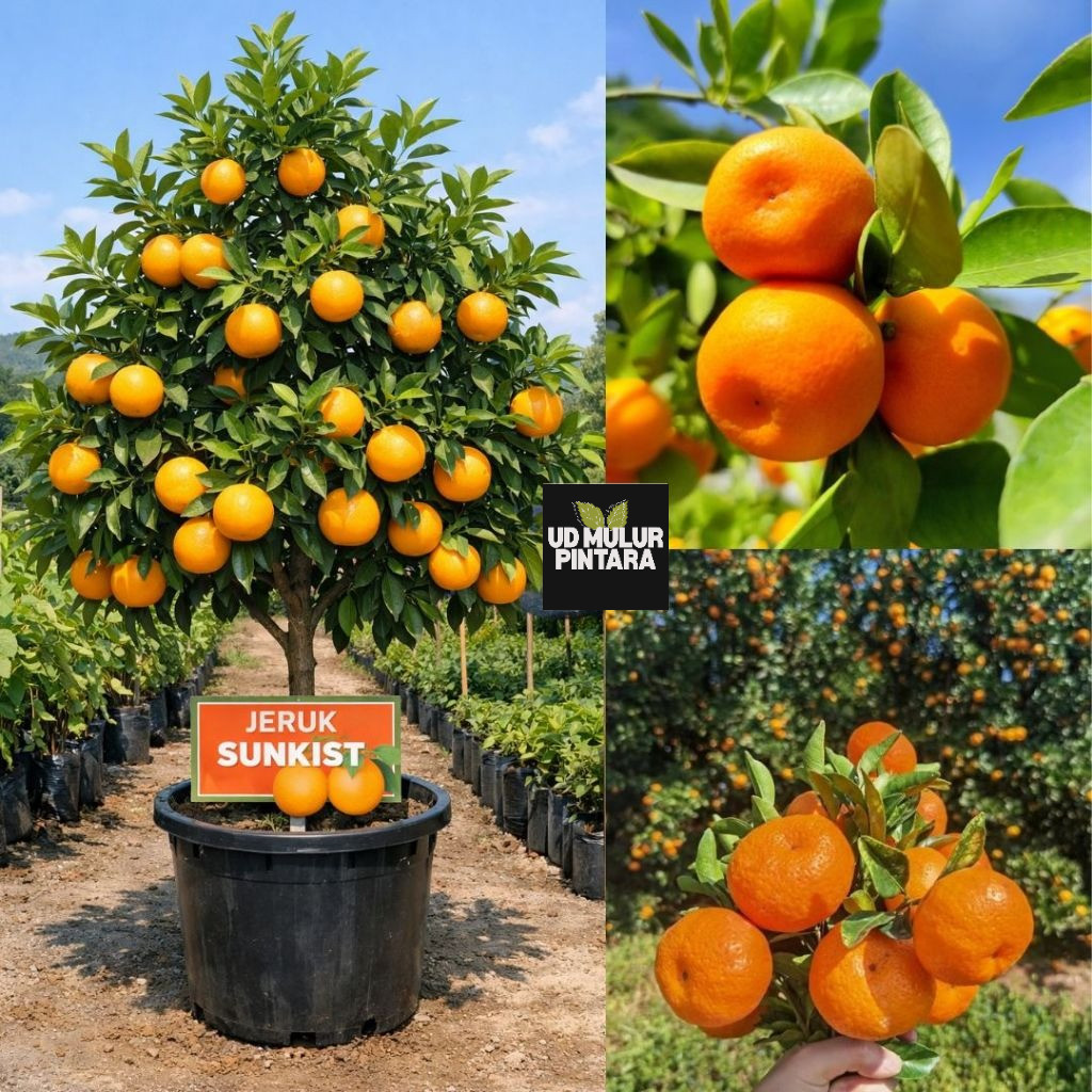 Bibit Jeruk Sunkist - Jeruk Sunkish Super Manis Siap Ditanam