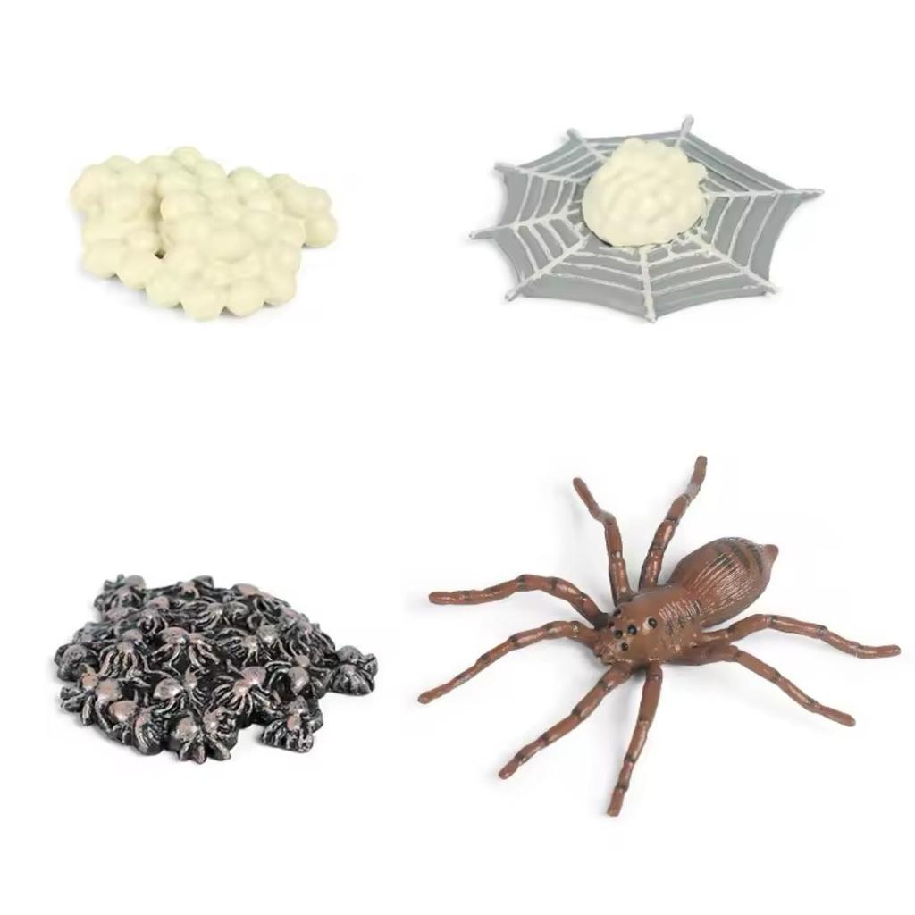 KORI Spider Life Growth Cycle Siklus Hidup Laba Laba Araneae Figure Binatang Miniature Hewan Animal 