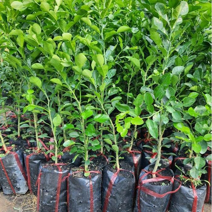 Bibit Pohon Jeruk Limo - Tanaman Jeruk Limo