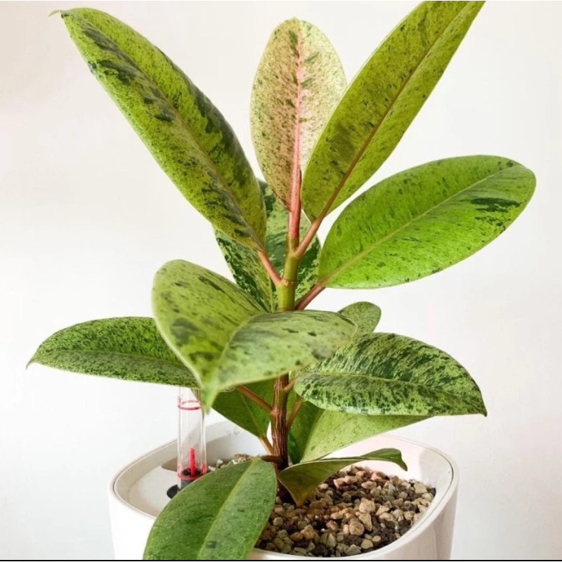 Tanaman Hias Ficus Elastica Shivereana - Tanaman Hias Ficus Monshin