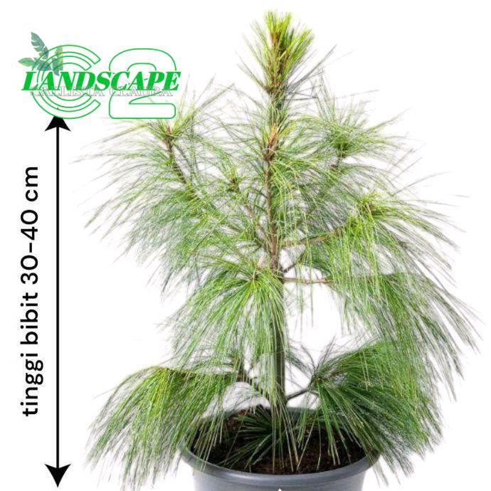 Bibit Pohon Cemara Pinus / Pohon Pinus / Cemara Pinus / Pohon Cemara daun Tanaman