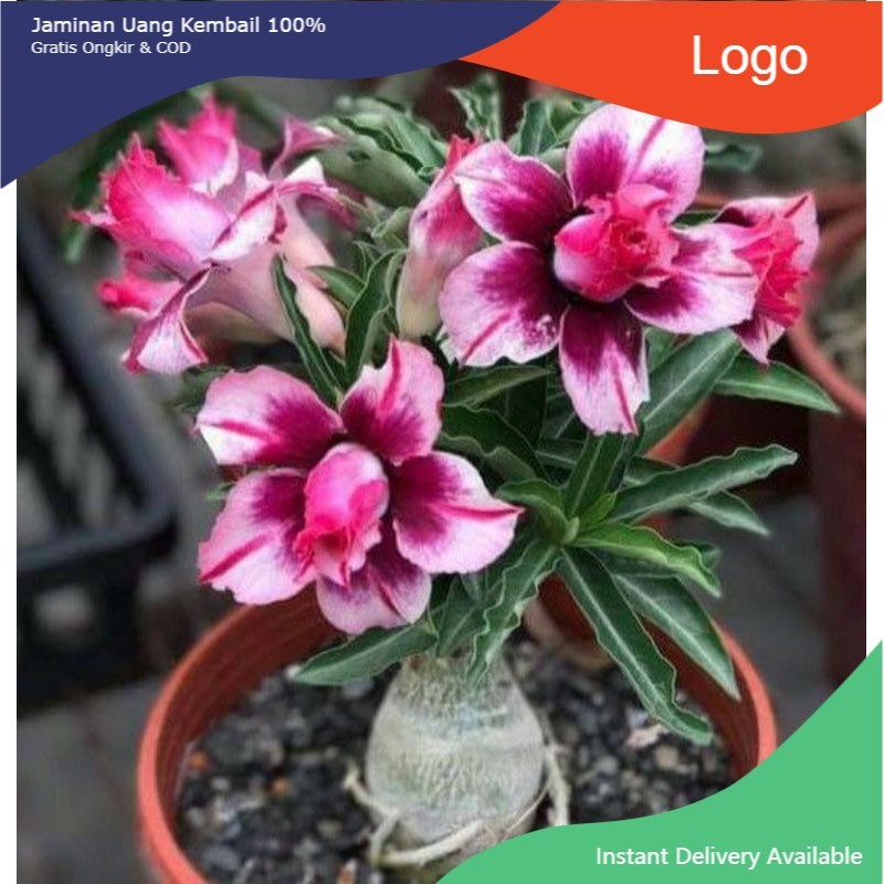 Adenium / adenium bunga tumpuk / kemboja / kamboja jepang adenium arabicum tanaman hidup bunga hidup