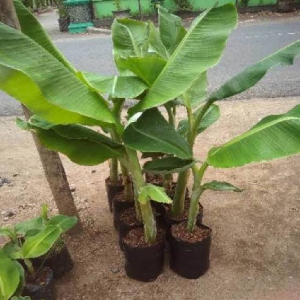 BIBIT PISANG KEPOK MERAH ASLI