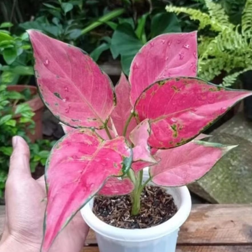 aglonema pink katrina - tanaman hias aglaonema pink catrina - suksom jaipong - red anjamani - golden