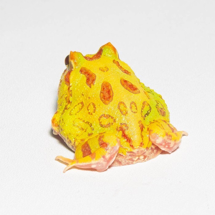 Katak Pacman / Pacman Frog / Kodok Pacman / Kodok Hias / Albino Strawberry Camo Sunburst Brown Green