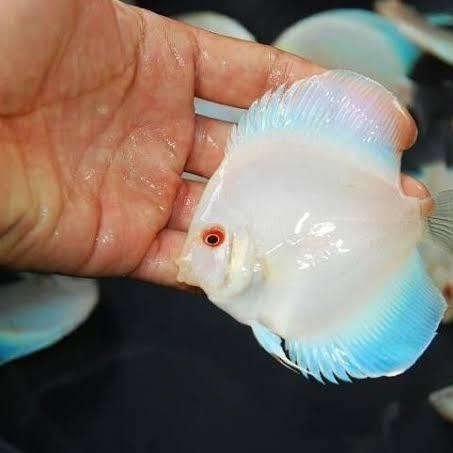 Discus White Diamond / Ikan Discus Putih