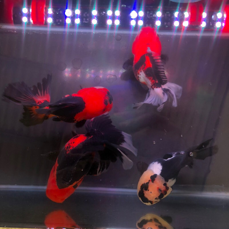 Ikan Mas Koki Oranda 3color Tricolor 3c Panda HIGH QUALITY / Ikan Mas koki Panda / Ikan Mas Koki 3c 