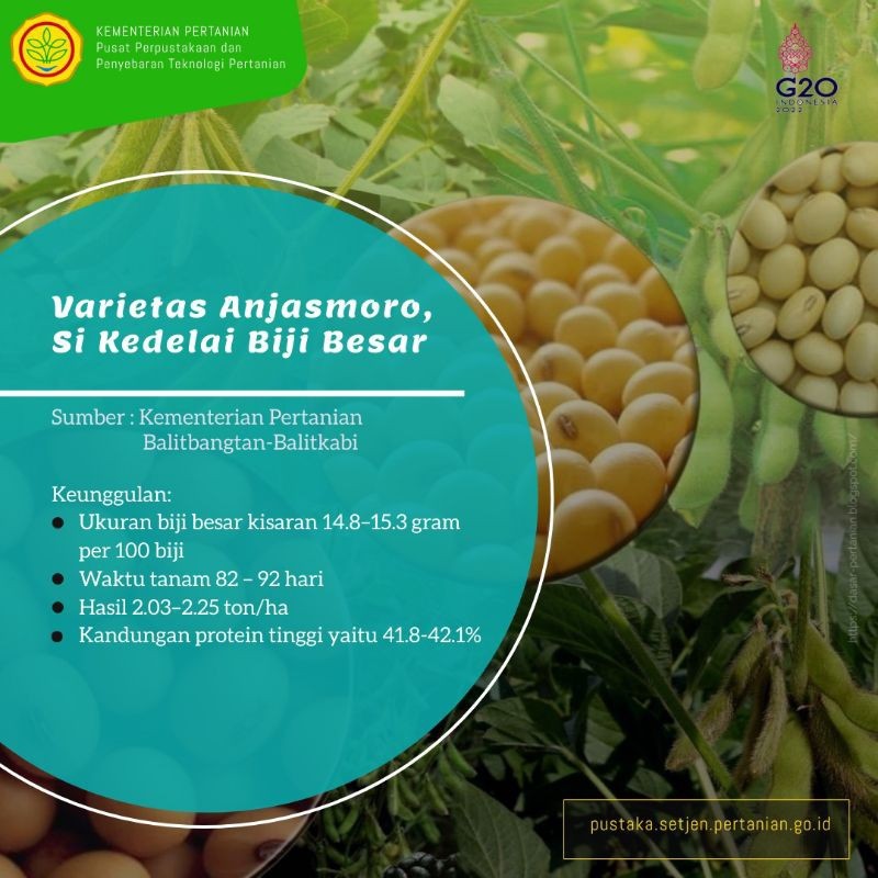 BENIH KEDELAI VARIETAS ANJASMORO REPACK 5Kg