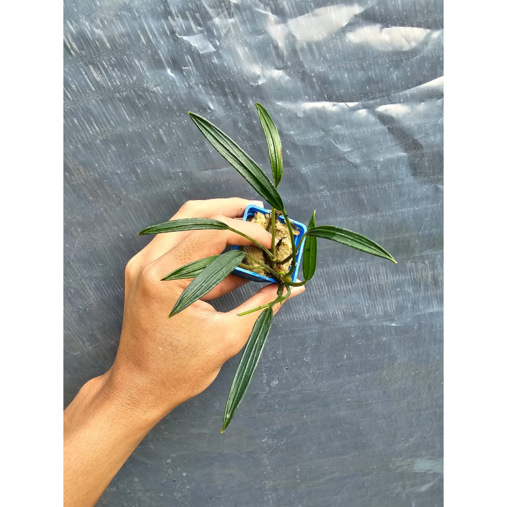 [PAI] Aridarum Emersed