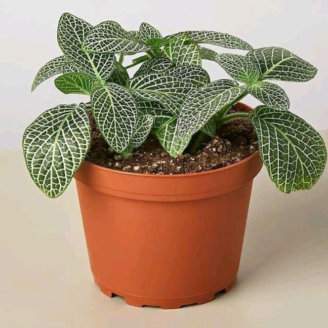 Tanaman hias Fittonia White - Pohon Fittonia white mini