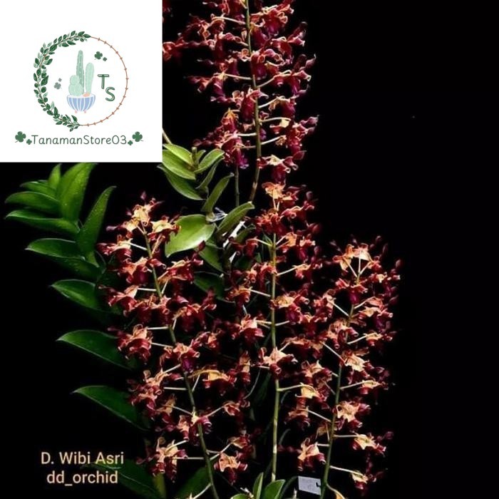 Tanaman hias anggrek dendrobium wibi asri