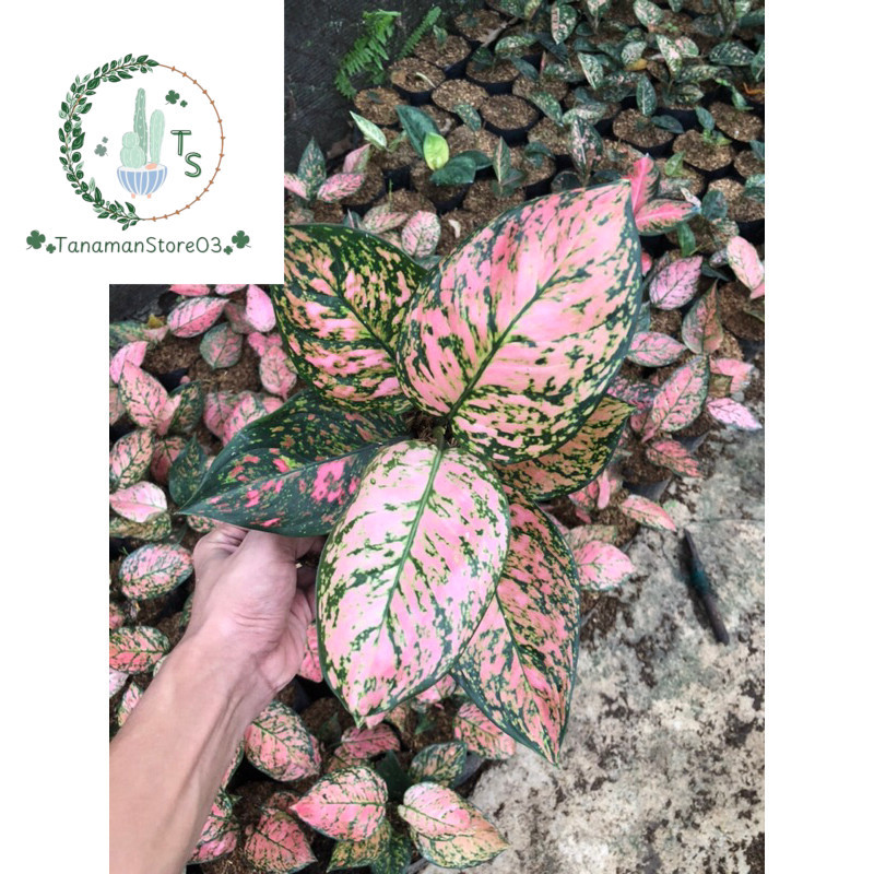 SPESIAL [PROMO 10.10] AGLONEMA LADY VALENTINE MURAH