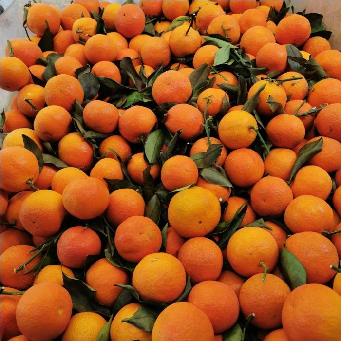 buah jeruk kecil Santang madu birma manis imlek sincia shantang - DAUN Terlaris