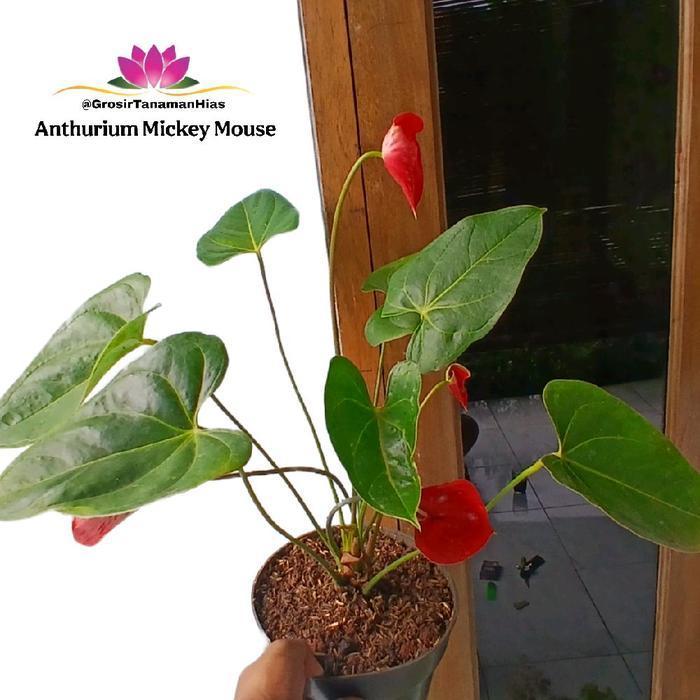 Tanaman Anthurium Mickey Mouse / Miki Mouse / Anthurium Mickey