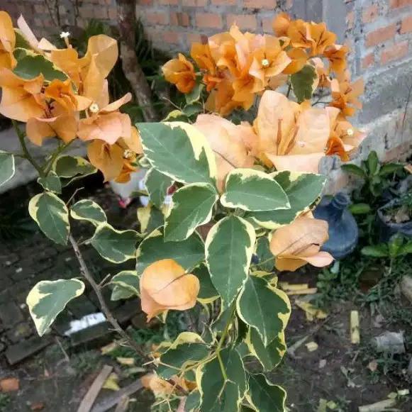 Tanaman Hias Bougenville varigata orange batang ori