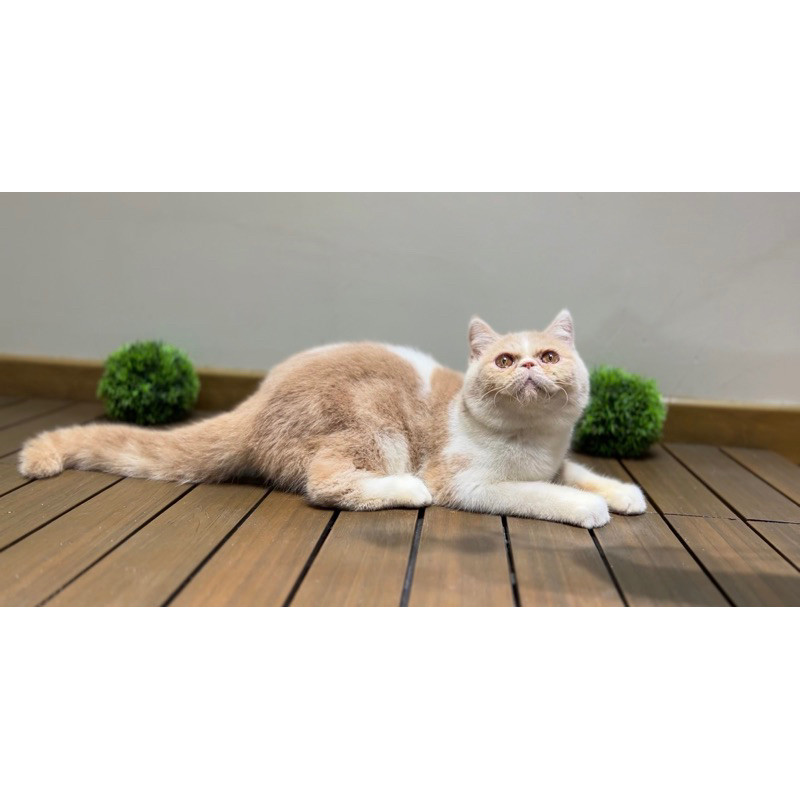 kucing exotic shorthair jantan