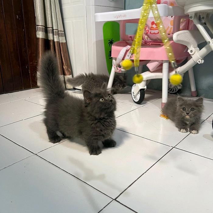 kucing munchkin longhair betina/kucing kaki pendek/kucing cebol