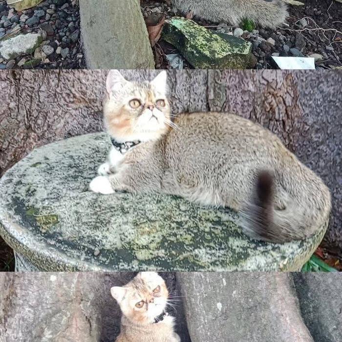 kucing Munchkin shorthair/cebol mini/kaki pendek ready murah