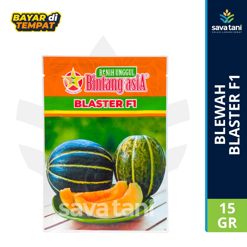 BENIH BLEWAH BLASTER 15GR - CAP BINTANG ASIA