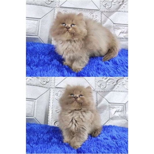 (RAS FLATNOSE SUPER BULU COKLAT MOCCA) KUCING KITTEN  PERSIA MEDIUM ANGGORA KUCING JANTAN BETINA HIM