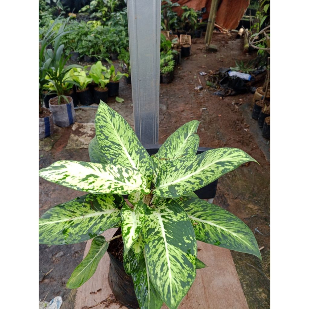 Tanaman Hias Pohon Aglonema Sparkle/ Pohon Aglonema Sparkle