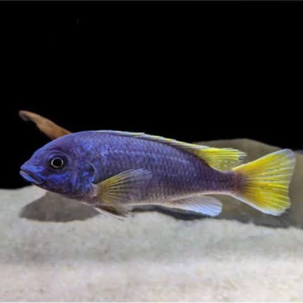 ACEI YELLOW TAIL ACEYI YELLOW IKAN HIAS ACEI ACEYI CICHLID / IKAN CICHLID ACEI ACEYI / IKAN HIAS AQU