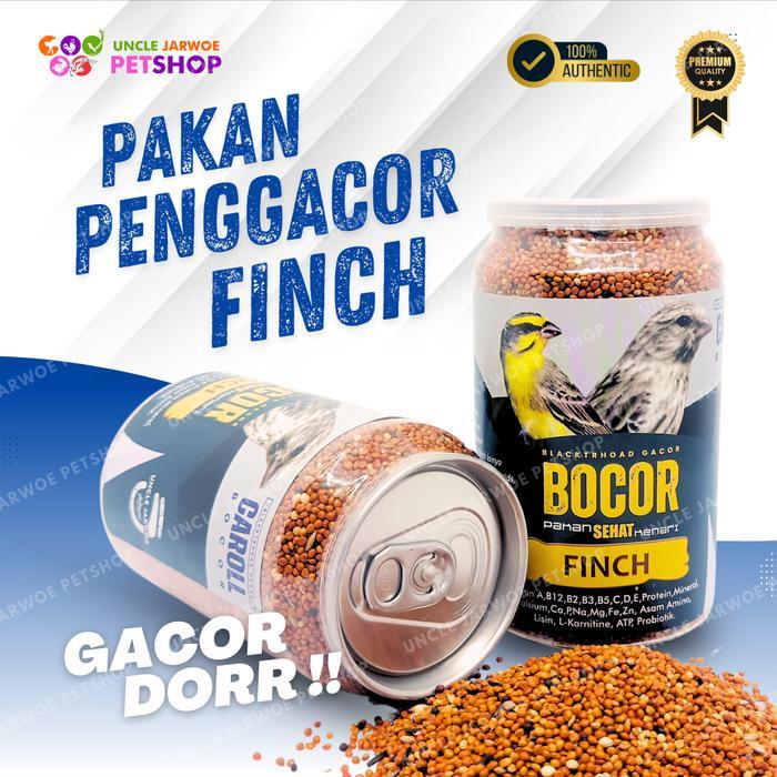 BOCOR Caroll Blacktrhoat Sanger macet langsung Gacor