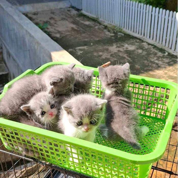 kitten kucing ras persia 3 bulanan warna sesuai stock munchkin british short hair kitten bsh