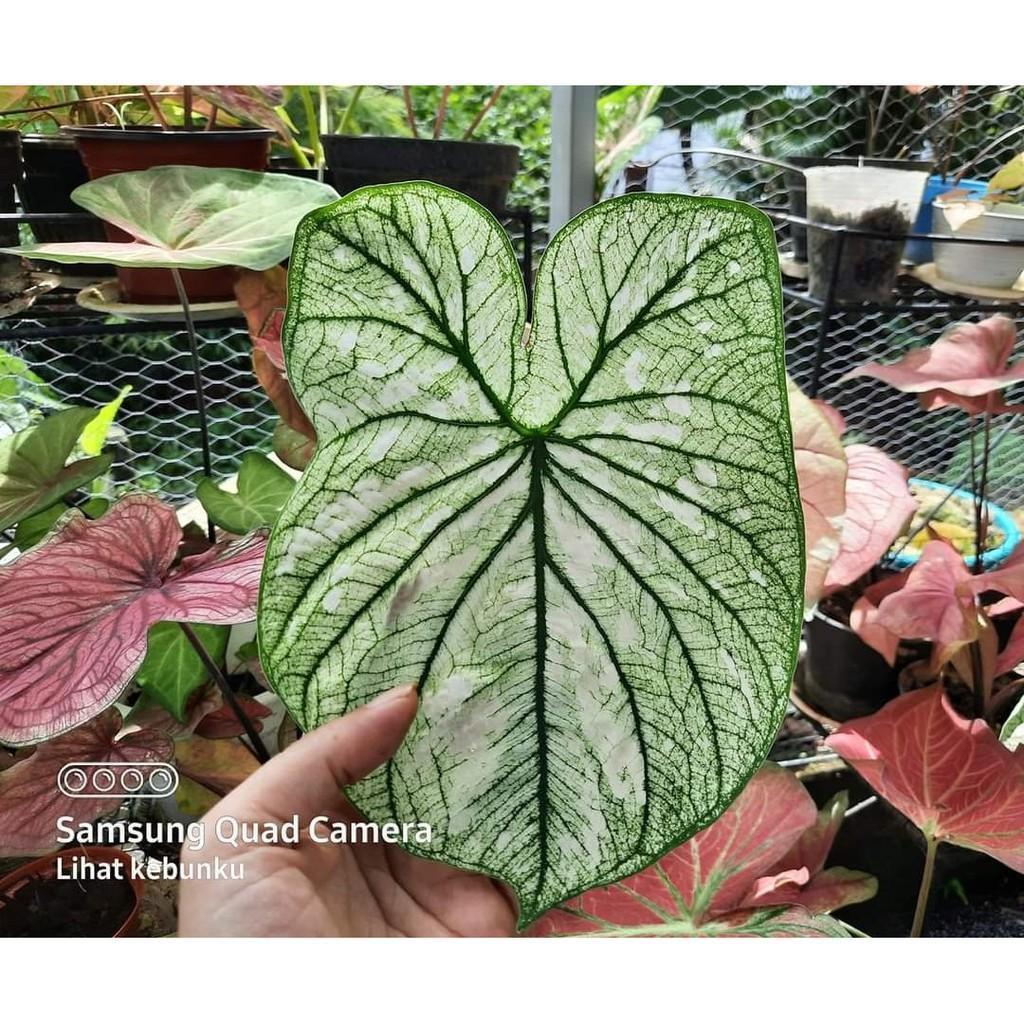 Umbi Caladium White Swan - Keladi hias import murah