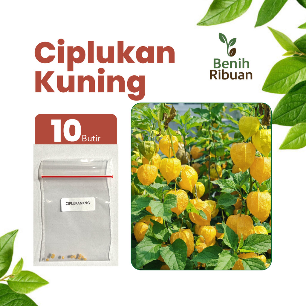 BENIH RIBUAN - Benih Buah Ciplukan Kuning Unggul, Bibit Buah Ciplukan Super Bibit Ciplukan Premium