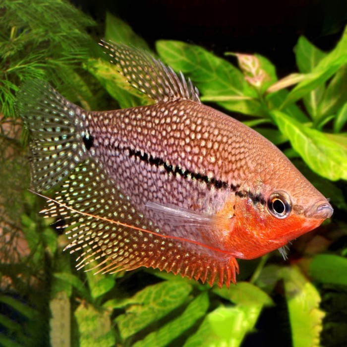 Sepat Mutiara / Ikan Hias Air Tawar / Ikan Hias Aquascape