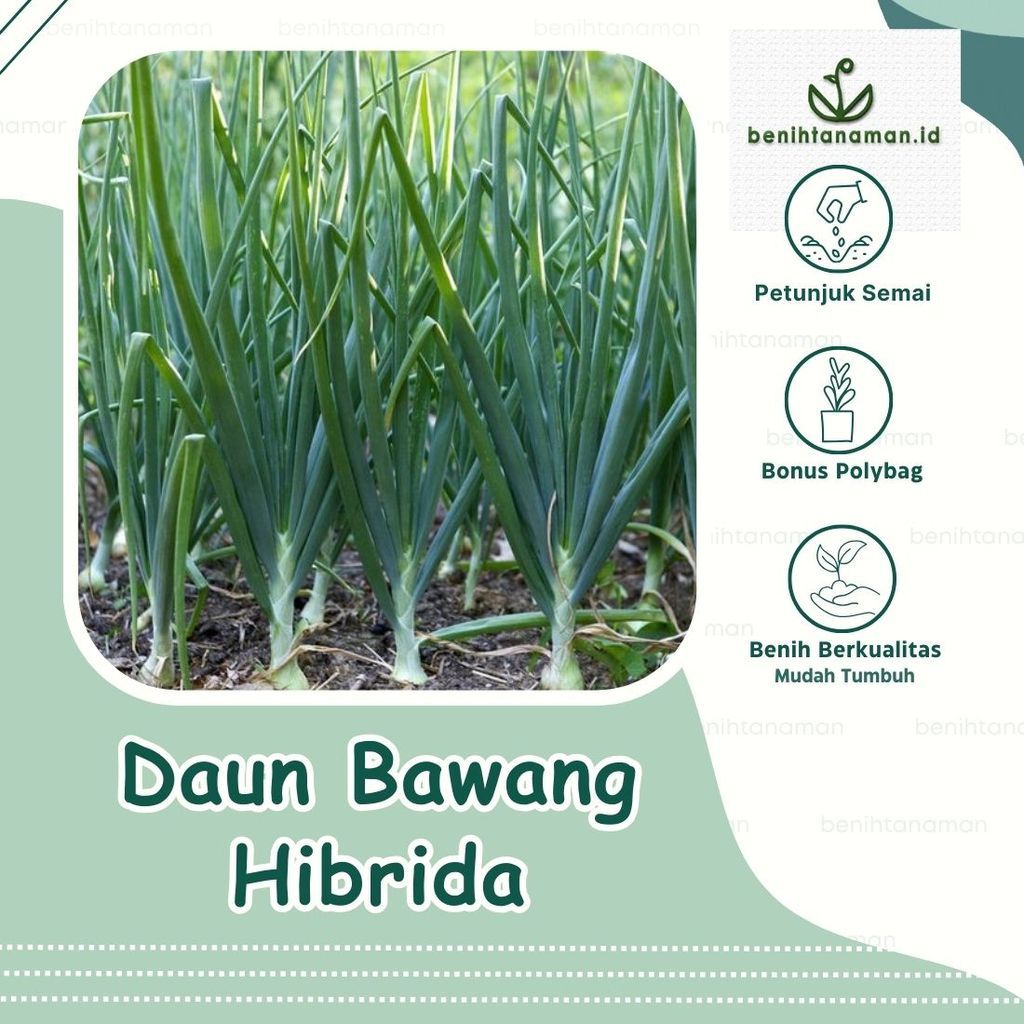 Promo Lebaran tahun 2026-100 Biji - Benih Daun Bawang Jepang Tokyo Natsugoro no.02