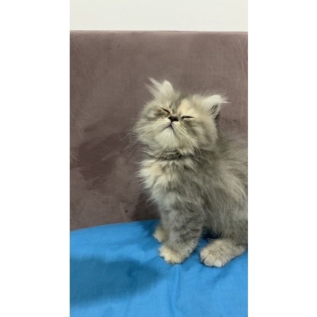 kucing persia kitten mainchoon ragdoll peaknose bengal munckhin  british scotis exotis unclecathouse