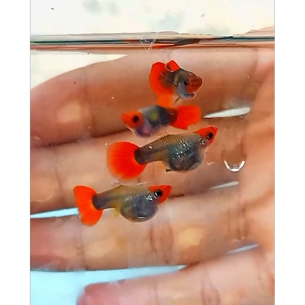 Guppy Cantik Tuxedo Koi remajay(isi1pasang)