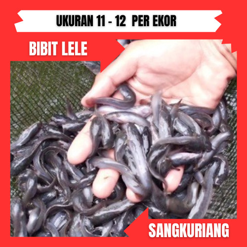 bibit lele ukuran 11-12cm per ekor