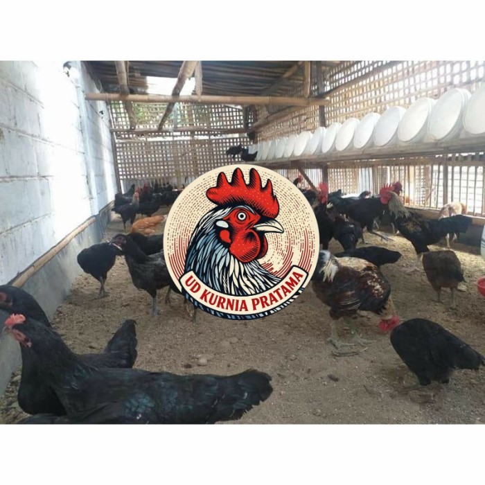 Telur ayam KUB petelur handal fertil asli siap ditetaskan - telur ayam kub UD KURNIA PRATAMA
