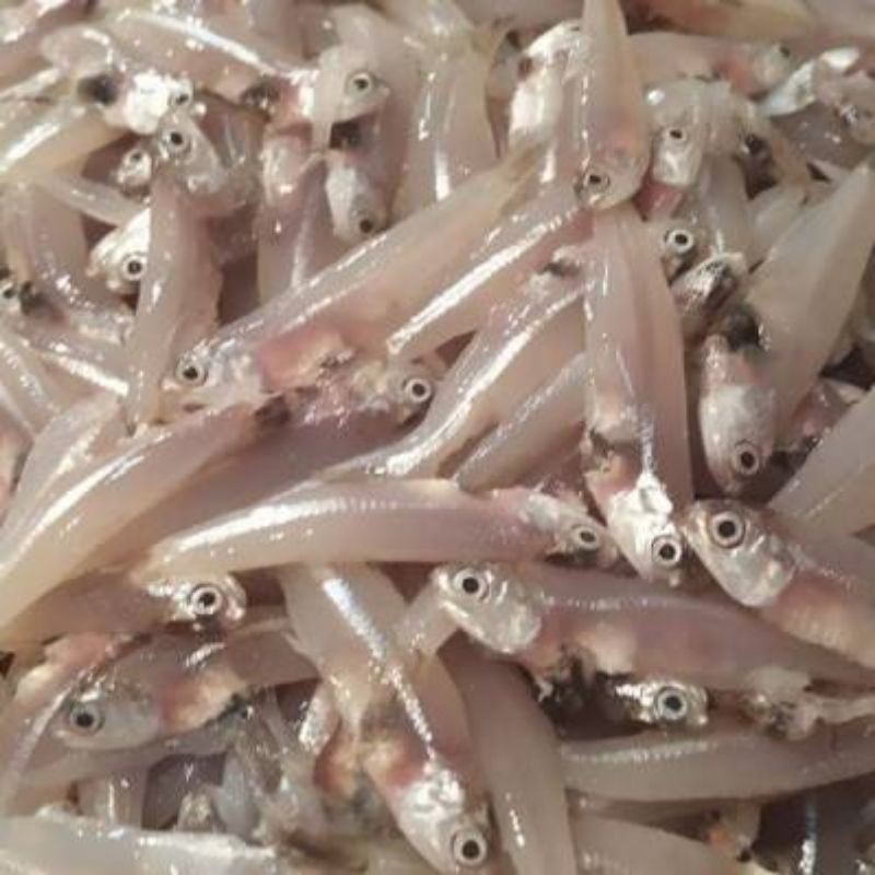 Ikan Wader Laut Segar Mentah