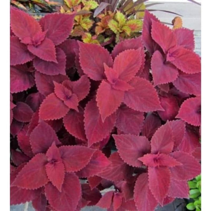 Super Promo Tanaman Hias Miana Merah Beli 10 gratis 1