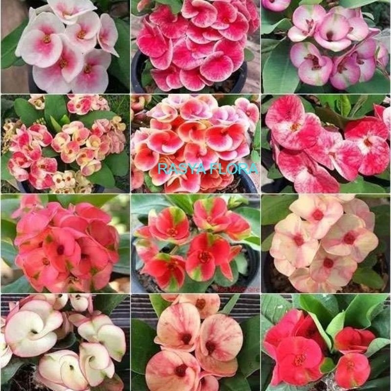 TANAMAN TERAS HIJAU PAKET HEMAT!!! Paket 12 Tanaman Hias Euphorbia - Tanaman hias euphorbia macam ma