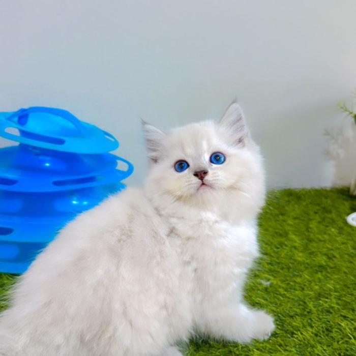 Kucing persia mata biru