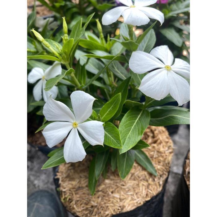 Tanaman Hias Bunga Vinca Berbunga - Tapak Dara Periwinkle Cantik - Vinca Rajin Berbunga - Tanaman Po