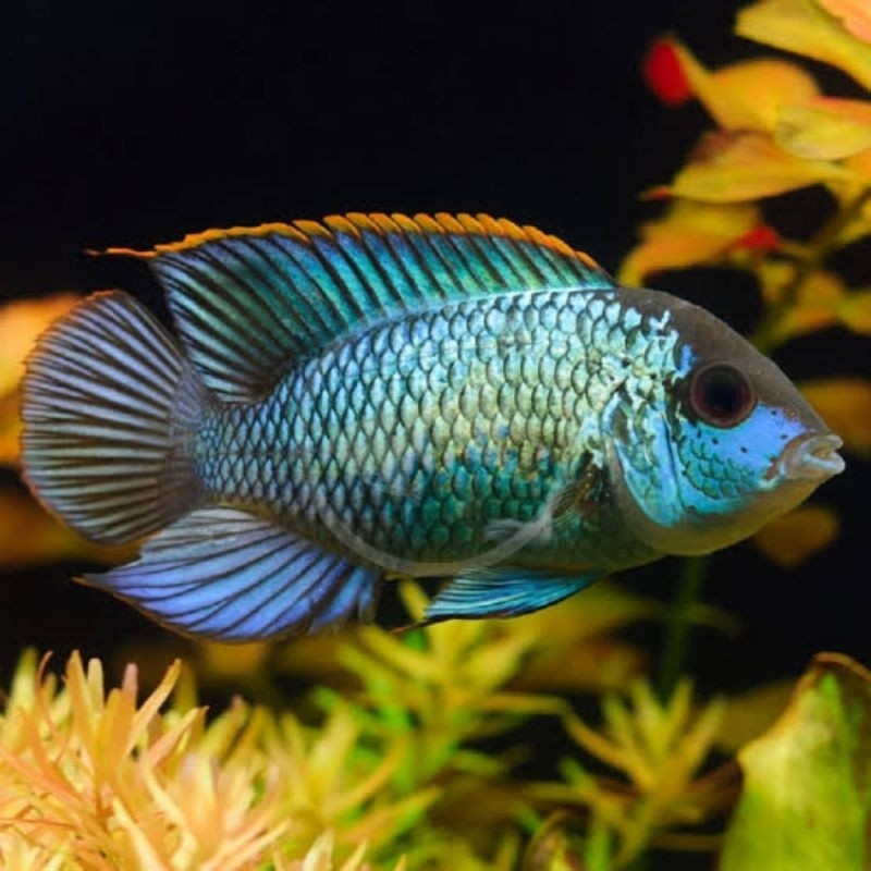 Ikan hiasan aquarium/blue acara / american cichlid