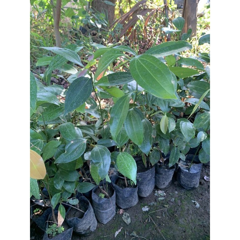 Bibit Kayu Manis Super Unggul Genjah