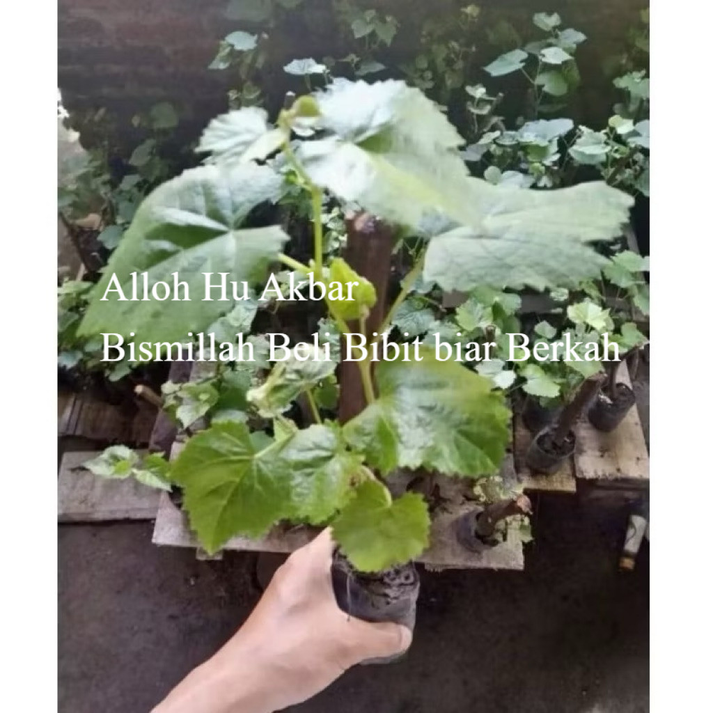 ( GRATIS ONGKIR ) Bibit pohon anggur siap tanam - Pohon buah anggur sudah berbunga